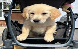 Golden Retriever dogs for sale: 🤩 (Ready to go) Traditional Golden retrievers 🤩 in Market Rasen - Image 3