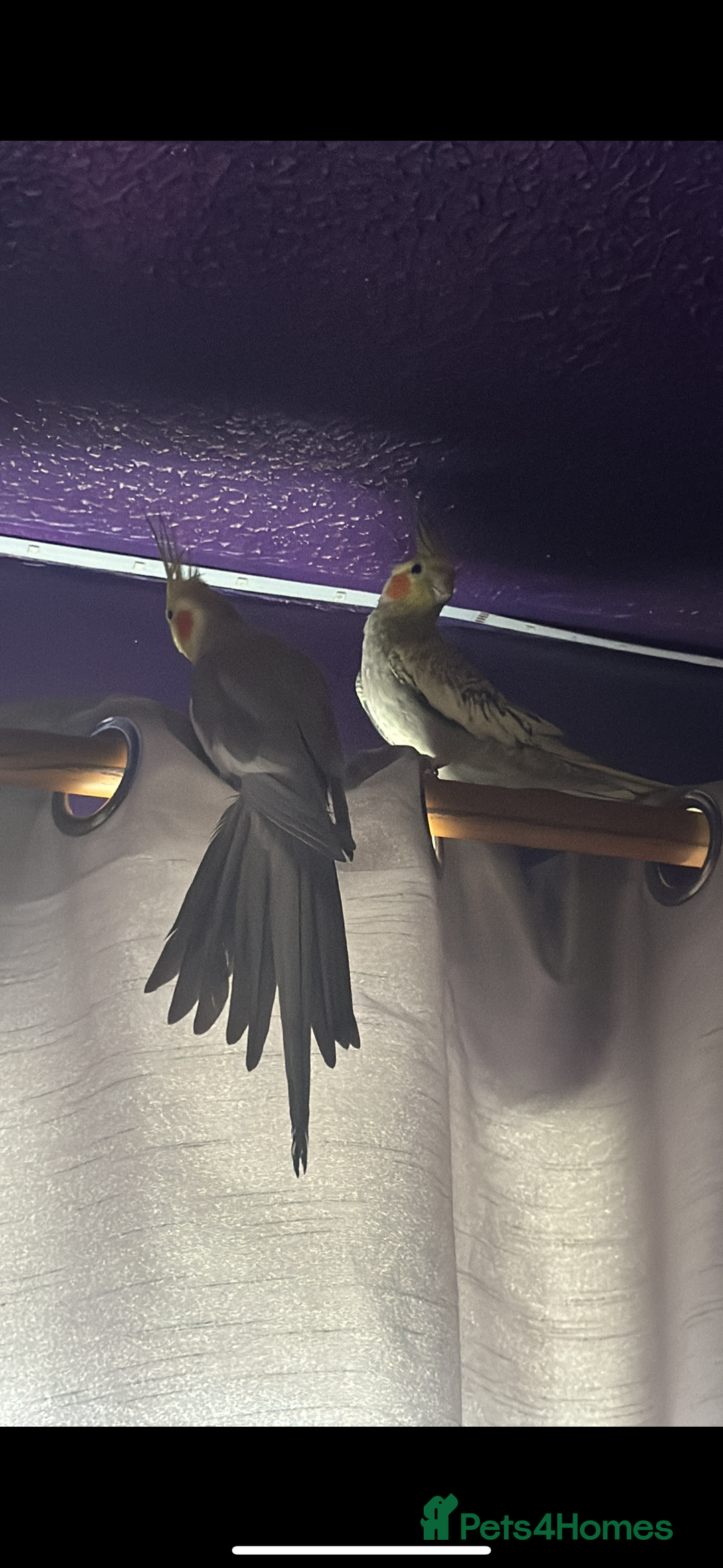 Cockatiels birds for sale: Male and Female pair of cockatiels  - Advert 3