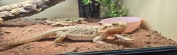 Bearded Dragon reptiles for sale: Male bearded dragon  - Advert 2