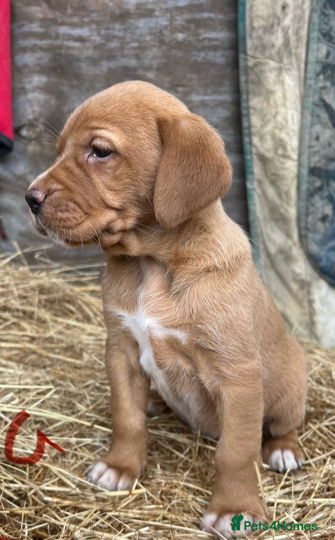 Labrador Retriever dogs Fox red Labrador puppies - Advert 1