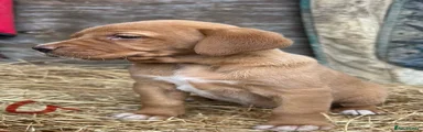 Labrador Retriever 10