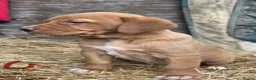 Labrador Retriever dogs for sale: Fox red Labrador puppies - Advert 1