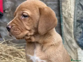 Labrador Retriever dogs for sale: Fox red Labrador puppies - Advert 1