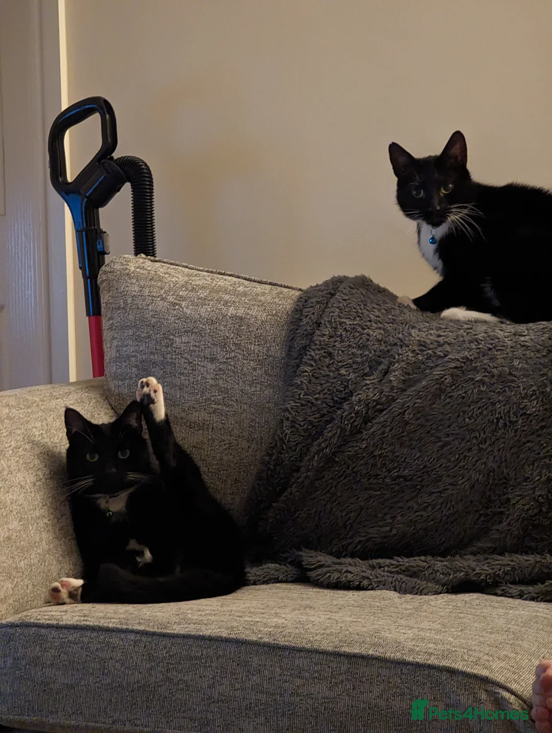 Domestic Shorthair cats for adoption: Buddy and Ozzy seeking their perfect homes - Advert 15