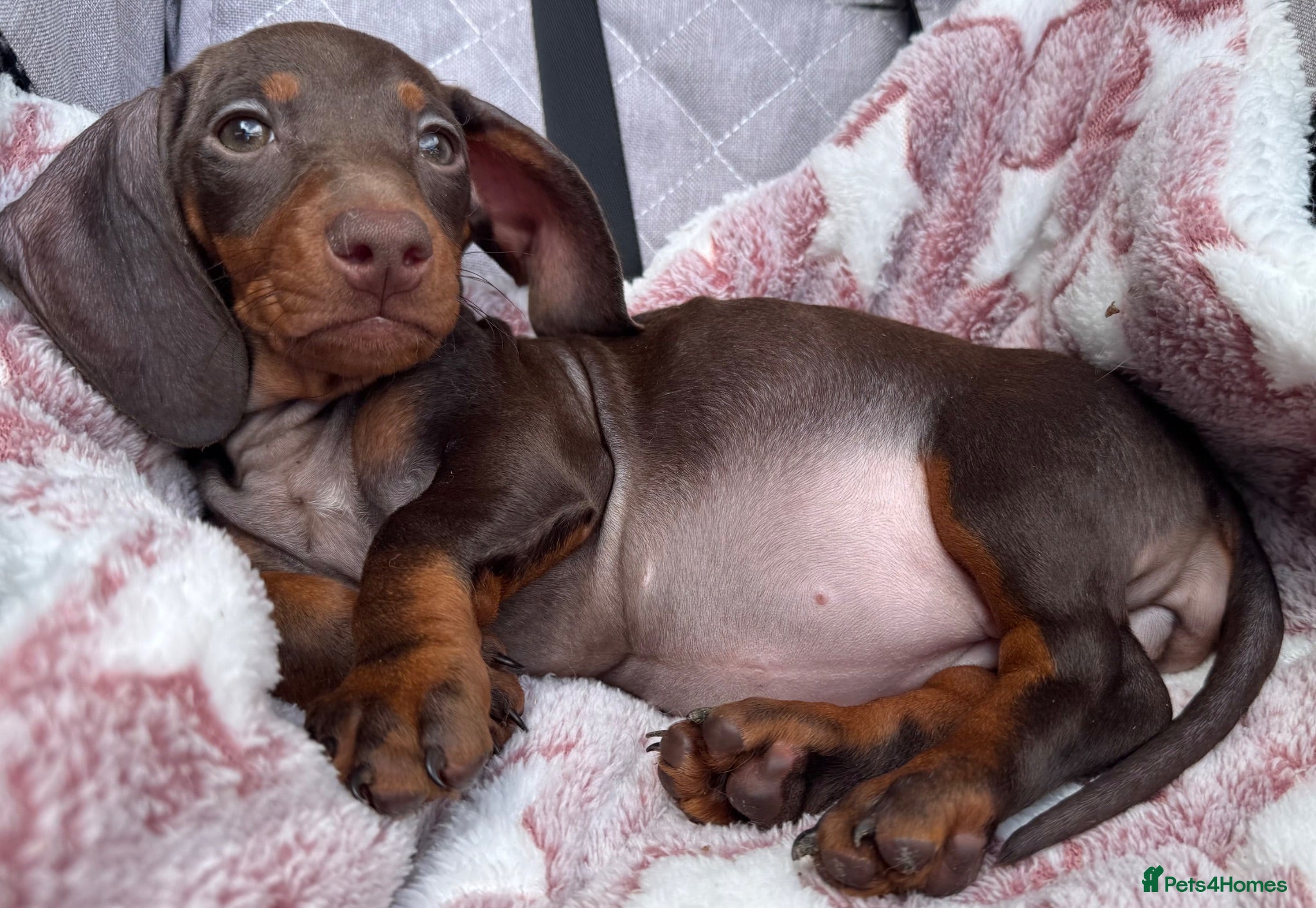 Miniature Dachshund dogs ❤️🐾 Adorable Miniature Dachshunds 🐾❤️ - Advert 2