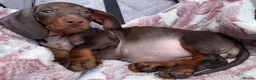 Miniature Dachshund dogs for sale: ❤️🐾 Adorable Miniature Dachshunds 🐾❤️ - Advert 2