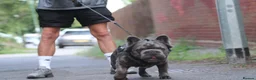 French Bulldog dogs for stud:  **  Fluffy Frenchie Stud  in Birmingham - Advert 5