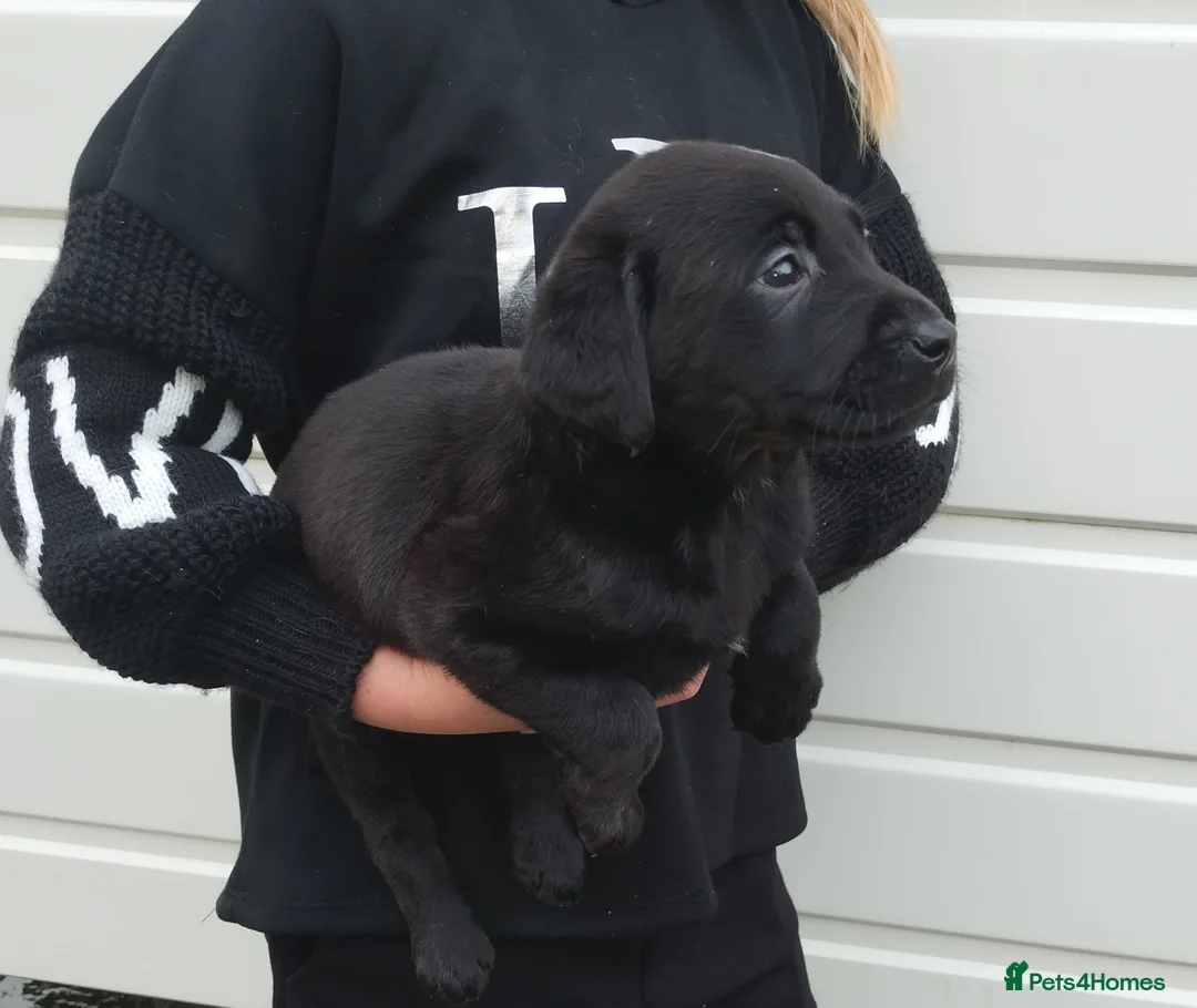 Labrador Retriever dogs for sale: Labrador puppies  - Advert 7