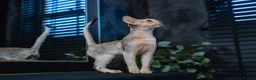 Abyssinian cats for sale: Silver Abyssinian Boy-READY NOW-Champion Line - Advert 6