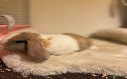 Mini Lop rabbits for sale: ✨ Beautiful harli split mini lop buck 👀 🏡  - Image 3