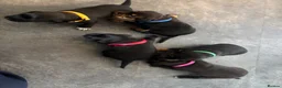 Mixed Breed dogs for sale: Wired Patter-dale terrier/ Cocker Spaniel pups - Advert 23