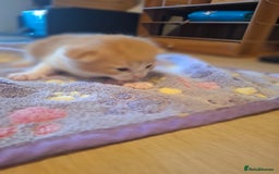 Mixed Breed cats for sale: Brown kitten avaliable.ready 16th August  - Image 16