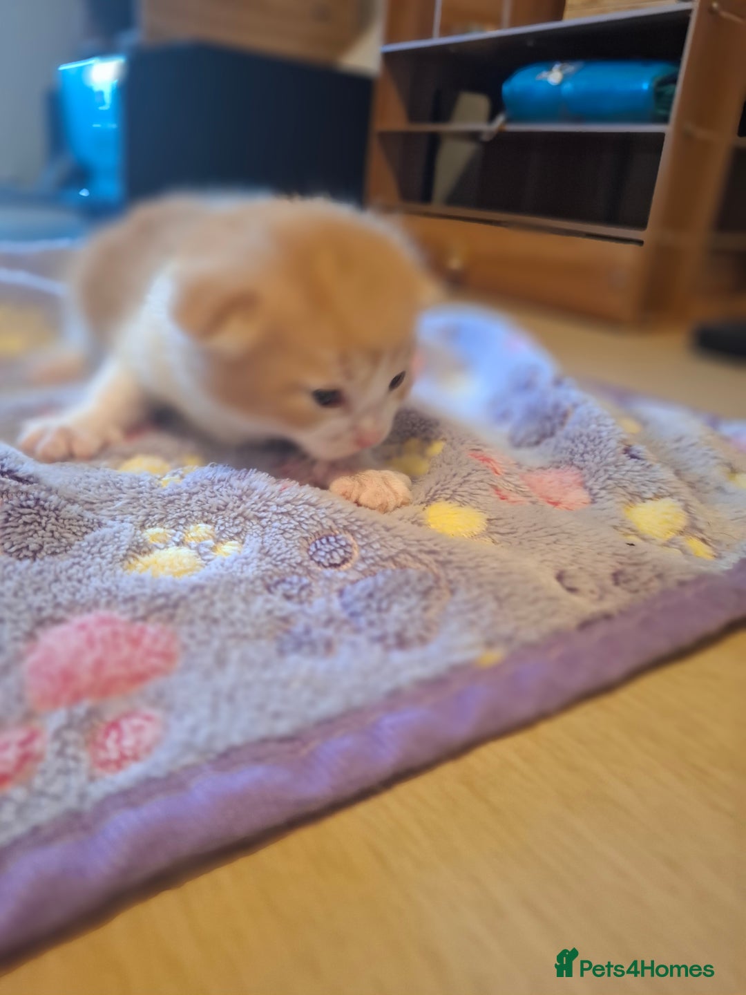 Mixed Breed cats for sale: Brown kitten avaliable.ready 16th August  - Image 16