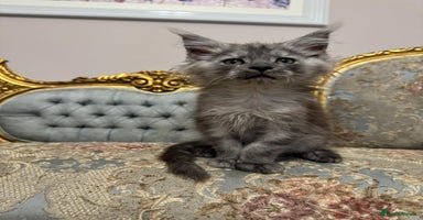 Maine Coon cats - Advert 12