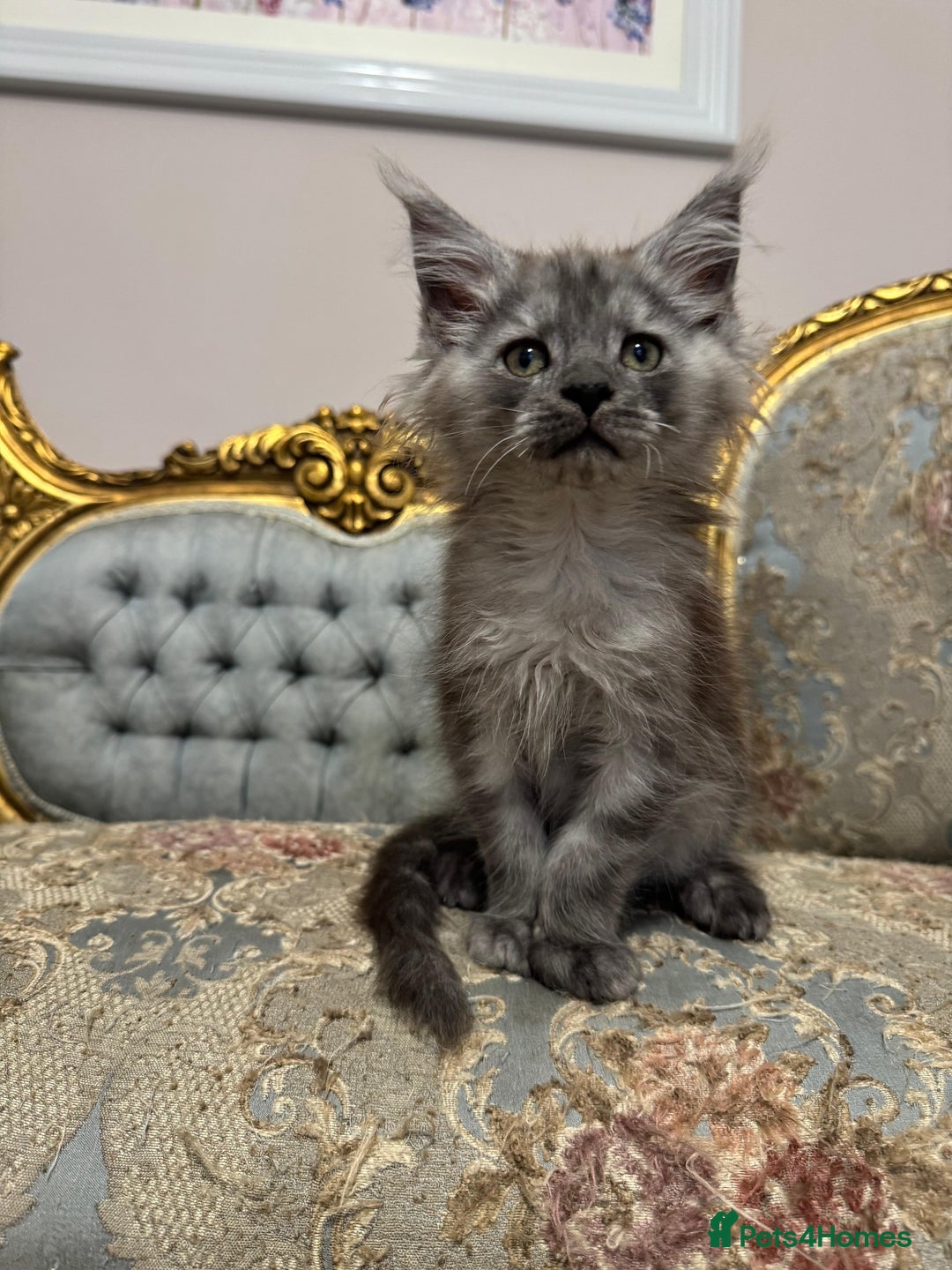 Maine Coon cats for sale: XXL Russian bloodline Maine Coon Kittens 20+Gen!🏆 - Image 2