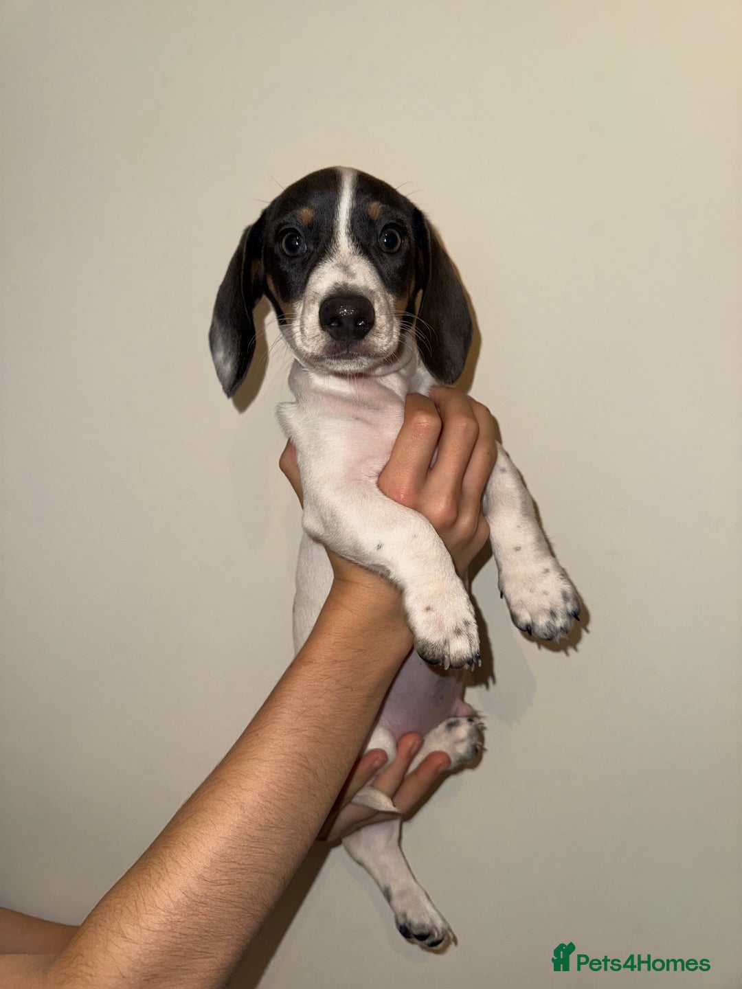 Dachshund dogs for sale: Miniature dachshund pups  - Advert 3