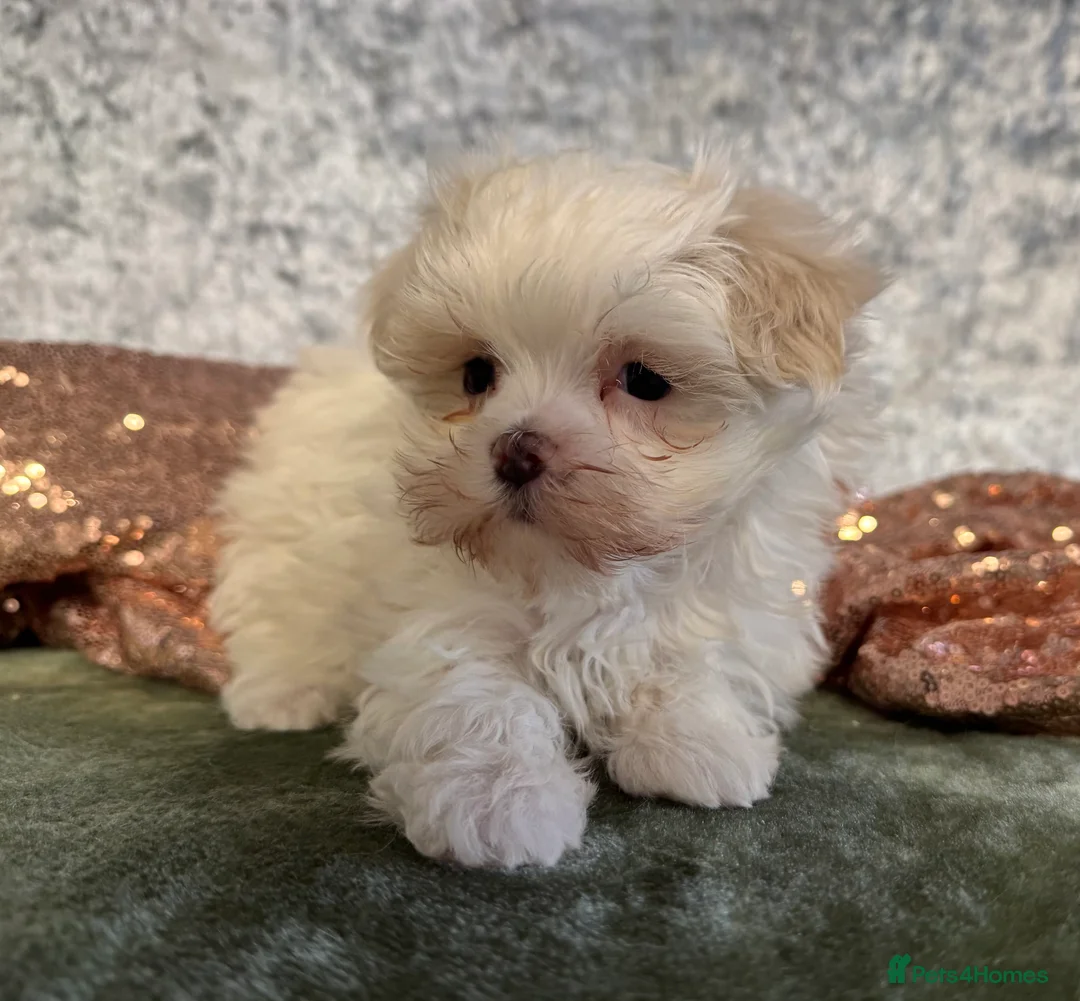 Maltipoo dogs for sale: Tiny f1b maltipoos  - Advert 6