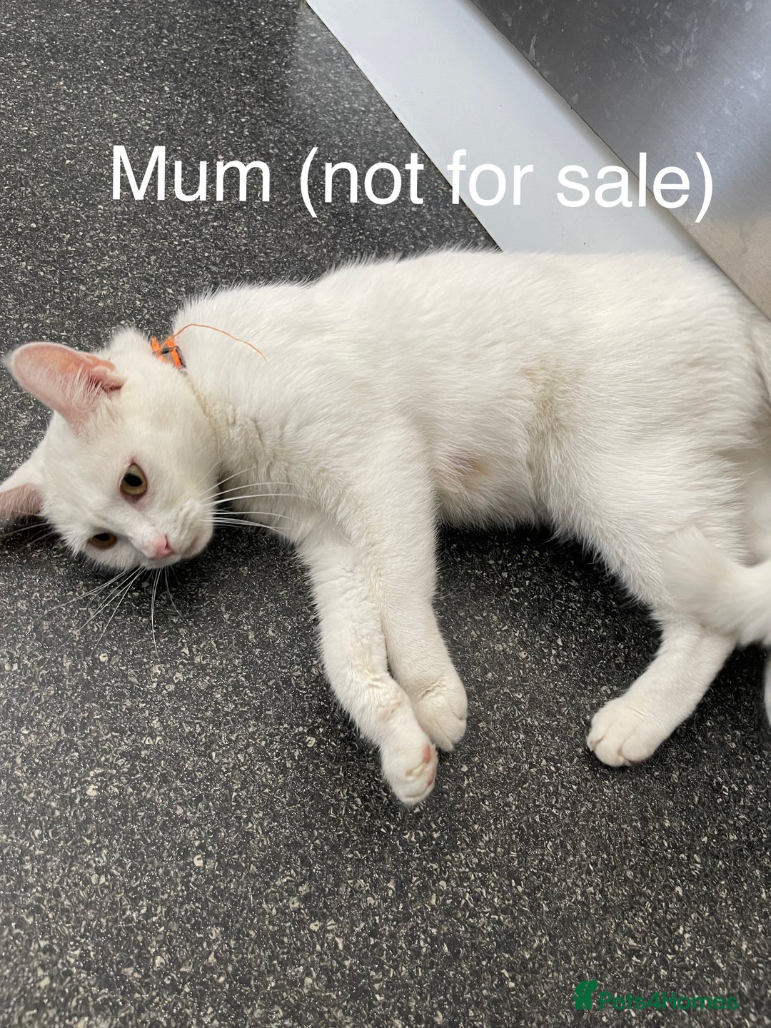 Mixed Breed cats for sale: Kittens need loving homes now - Advert 5