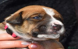 Belgian Shepherd Dog dogs for sale: Bullherders top working lines  - Image 25