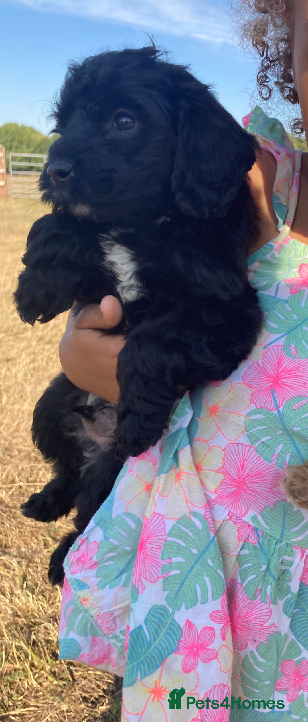 Cockapoo dogs for sale: Cockapoos  - Image 10