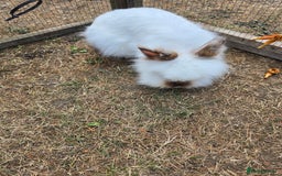 Lionhead rabbits for sale: Lionhead Bunnies - Image 6