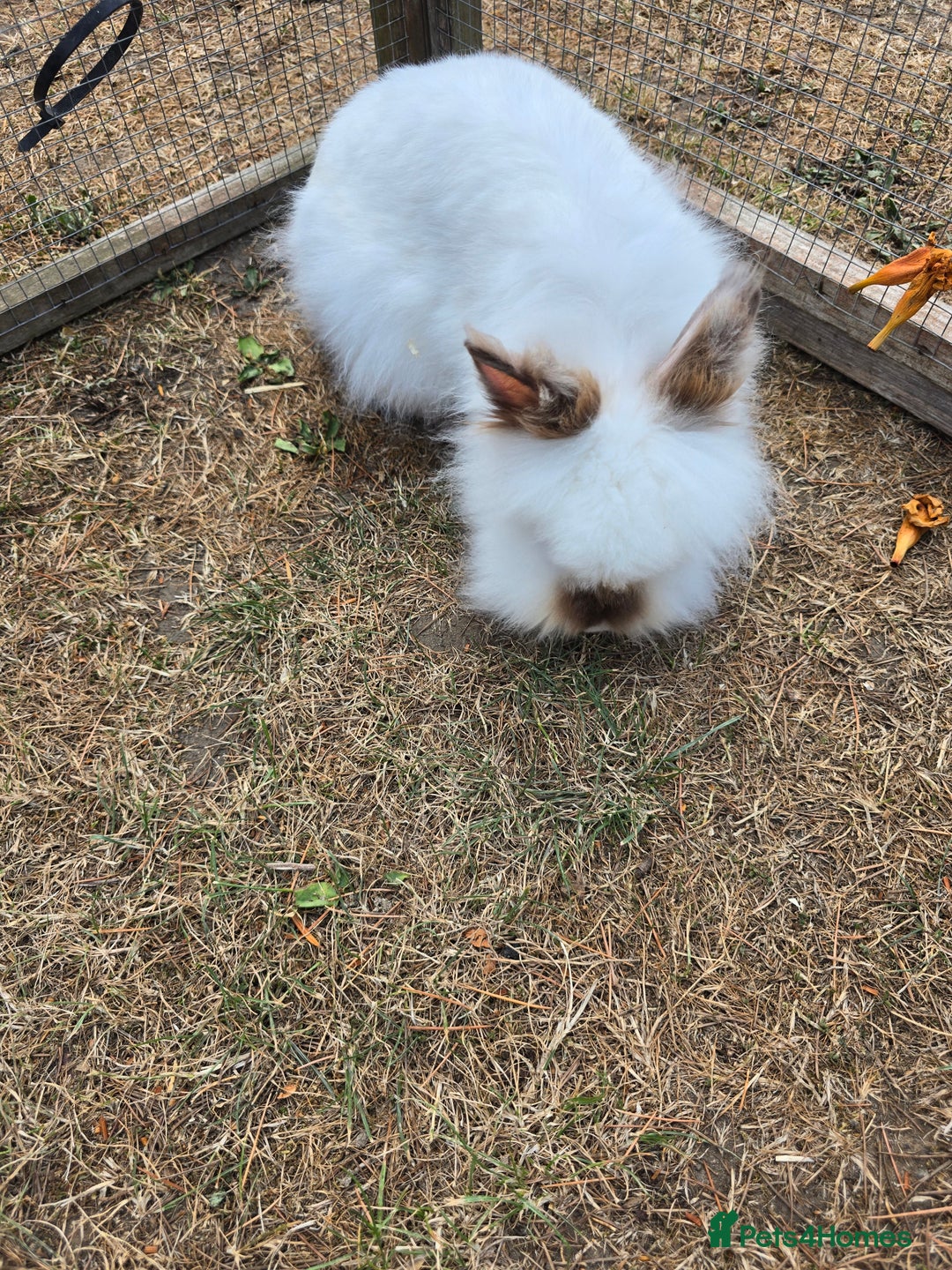 Lionhead rabbits for sale: Lionhead Bunnies - Image 6