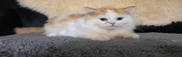 Scottish Fold cats for sale: Last two kittens ready to go immediately - Advert 4