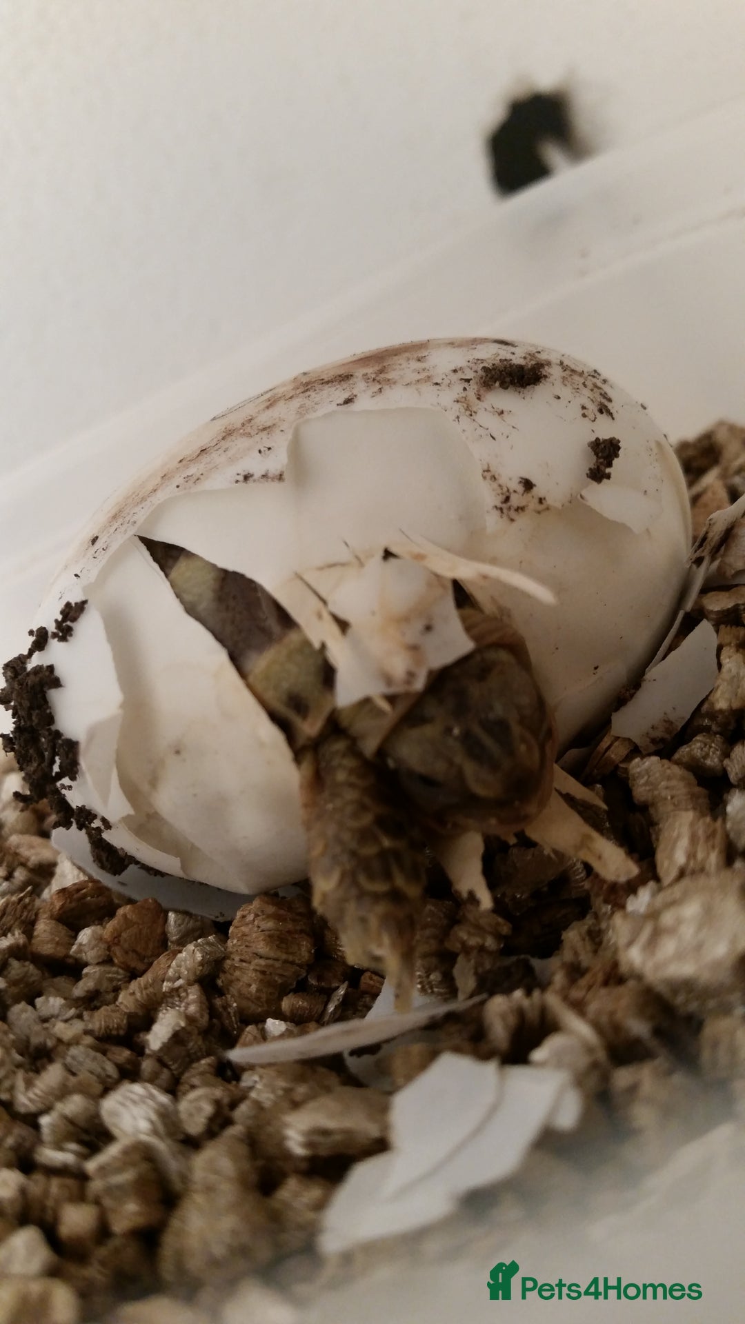 Tortoise reptiles for sale: Baby horsefield tortoise with full set up  - Advert 5