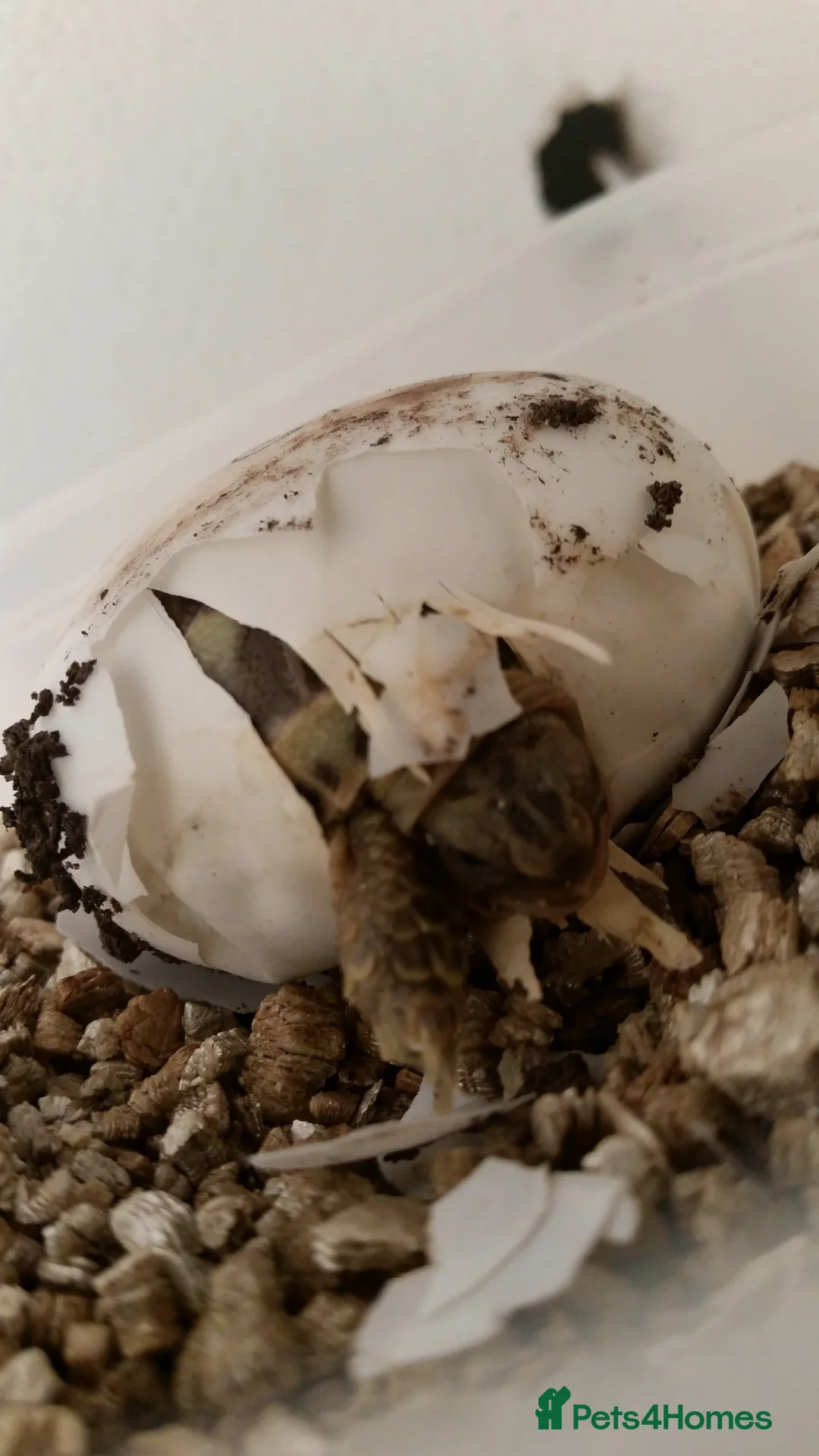 Tortoise reptiles for sale: Baby horsefield tortoise with full set up  - Advert 5