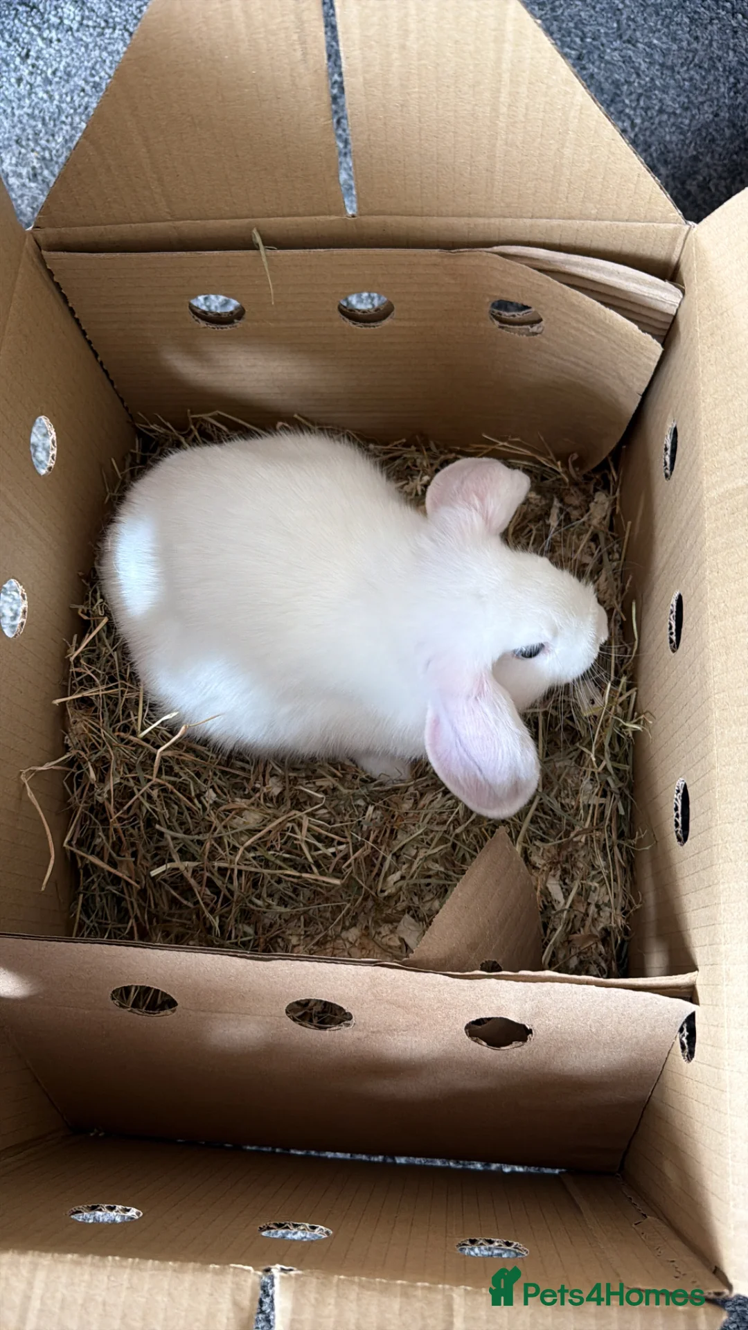 Mixed Breed rabbits for sale: luna  in Leyland - Advert 1