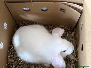 Mixed Breed rabbits luna - Advert 1