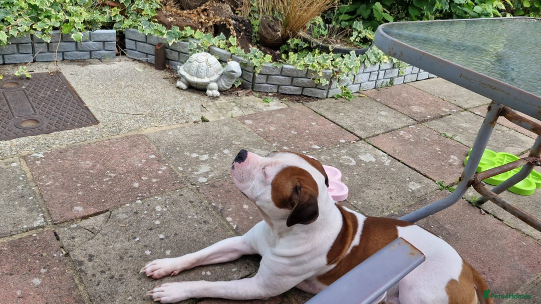 American Bull Staffy dogs for stud: Looking to stud - Image 22