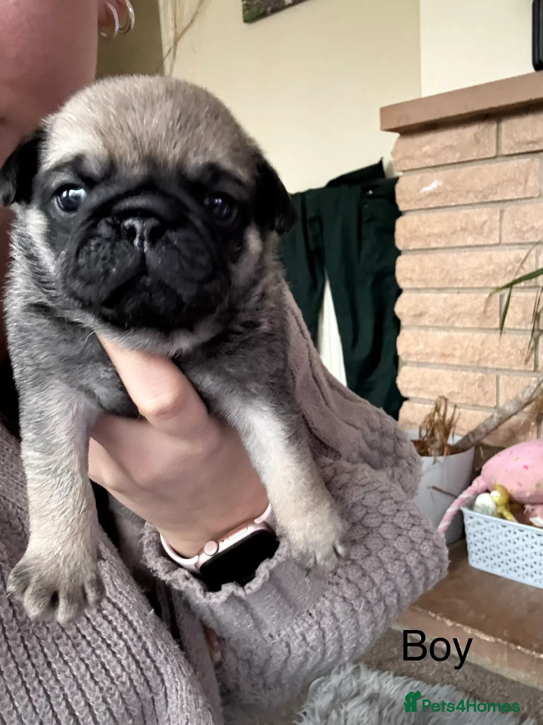 Pug dogs for sale: Pug puppies for sale  - Advert 10