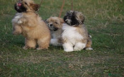 Lhasa Apso dogs for sale: Male Lhasa Apso puppy  - Image 4