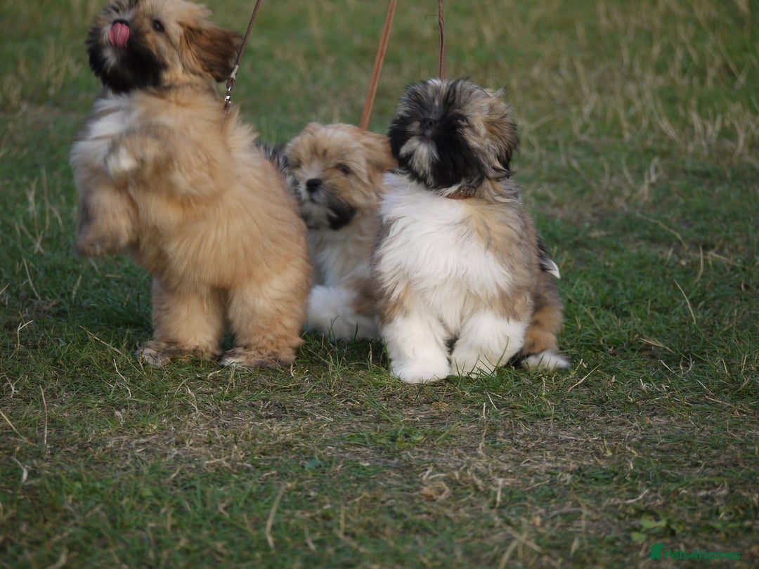 Lhasa Apso dogs for sale: Male Lhasa Apso puppy  - Image 4