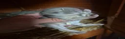 Netherland Dwarf rabbits for sale: Netherland dwarf.  Dwarf lops. mini lops  - Advert 13