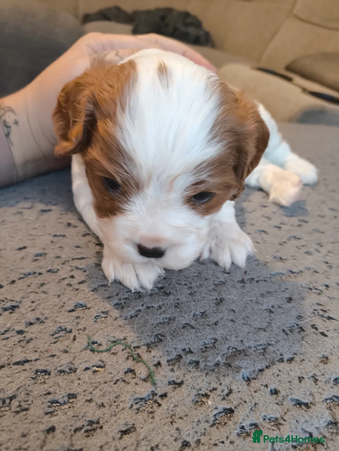 Cavalier King Charles Spaniel dogs for sale: Gorgeous little of Male Blenheim puppies - Advert 7