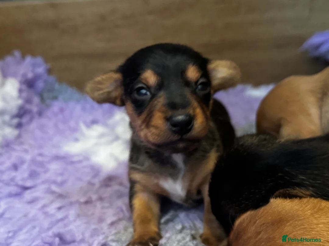Jackshund dogs for sale: Jackshund male puppy - Advert 2