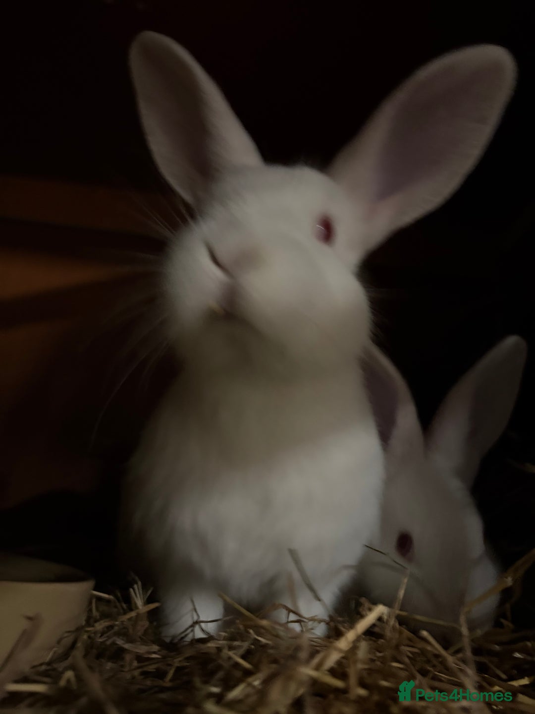 New Zealand rabbits for sale: Pair of New Zealand white females  - Advert 4