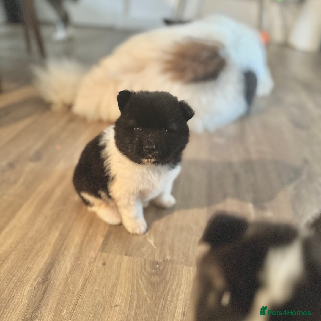 Akita dogs for sale: Quality Family Raised American Akita Puppies - Image 12