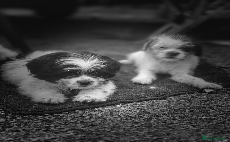 Shihpoo dogs - Advert 4