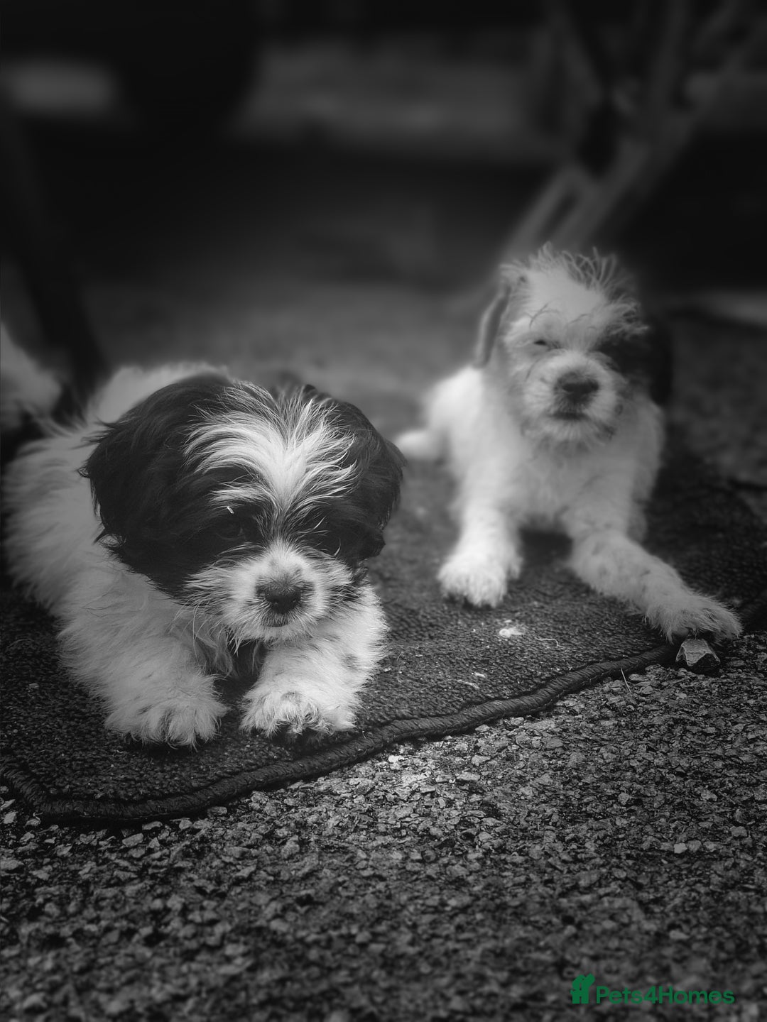 Shihpoo dogs for sale: Shitzu/Poodle  - Image 1