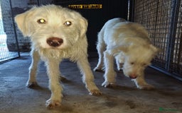 Mixed Breed dogs for adoption: BENJI - a handsome & gentle Boy  for a Loving Home - Image 17