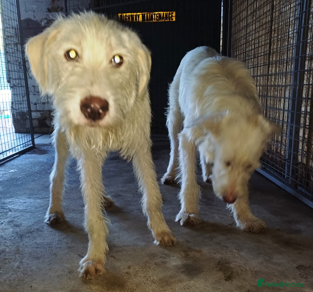 Mixed Breed dogs for adoption: BENJI - a handsome & gentle Boy  for a Loving Home - Image 17