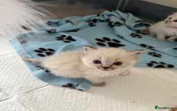 Ragdoll cats for sale: 🐾 Ragdoll kittens - ONE MALE TWO FEMALE LEFT 🐾 - Image 17