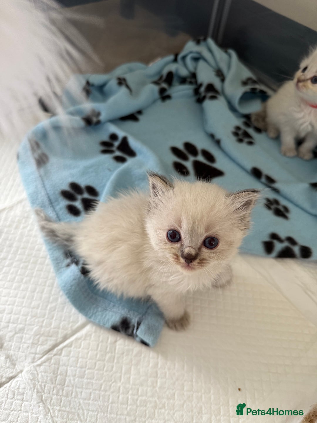 Ragdoll cats for sale: 🐾 Ragdoll kittens - ONE MALE TWO FEMALE LEFT 🐾 - Image 17