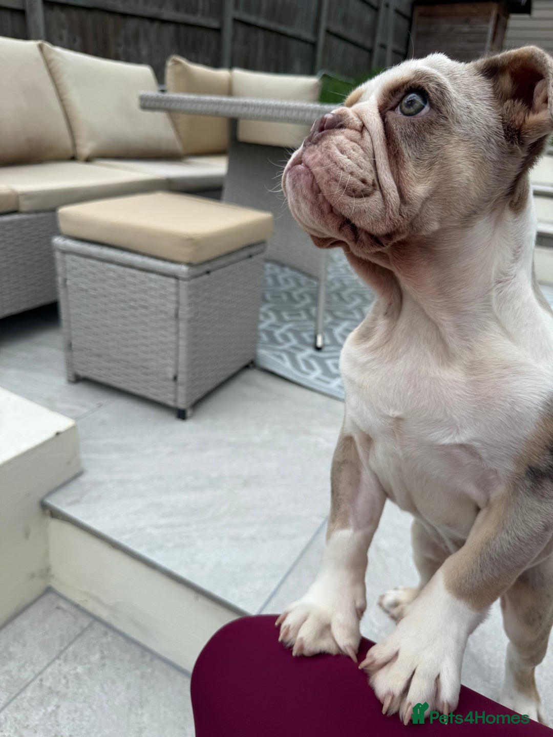 English Bulldog dogs for sale: One gorgeous female left 🐶  in Billericay - Image 37