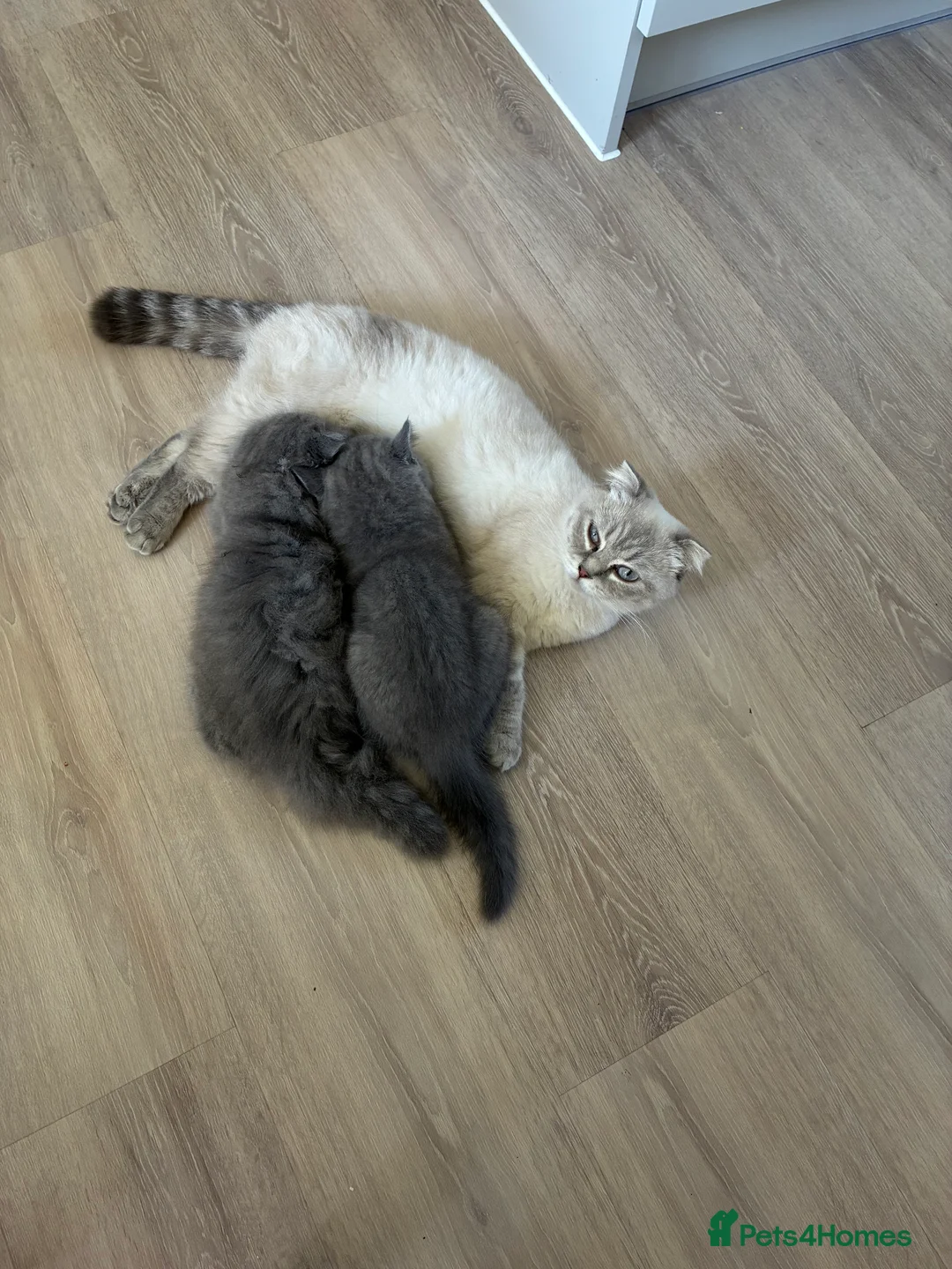 Scottish Fold cats for sale: Scottish fold kittens - Advert 2