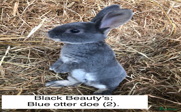 Rex rabbits - Advert 6