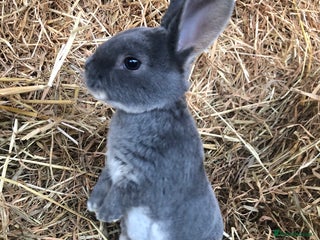 Rex rabbits - Advert 3